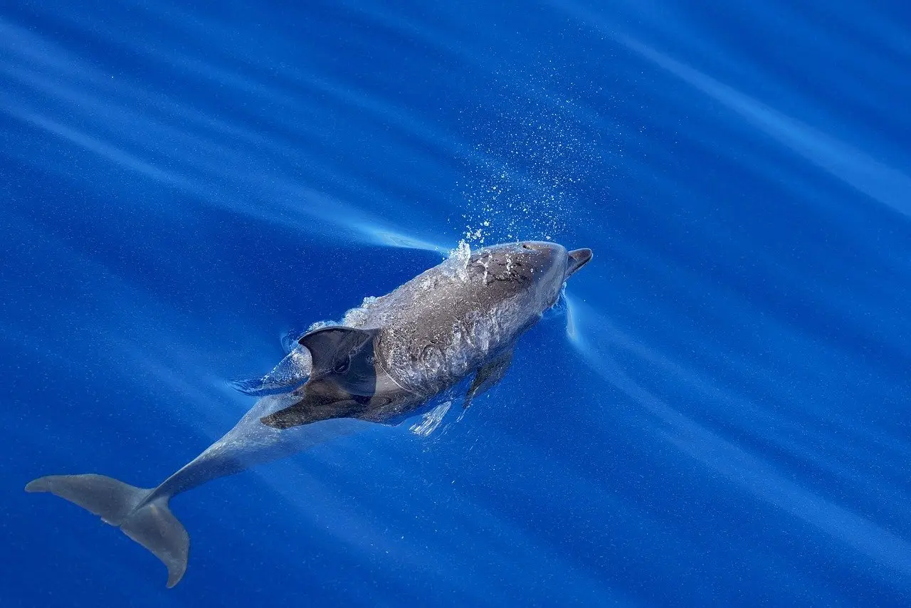 Test Title 44444555555